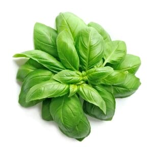 Basil leaves on white backgrounds